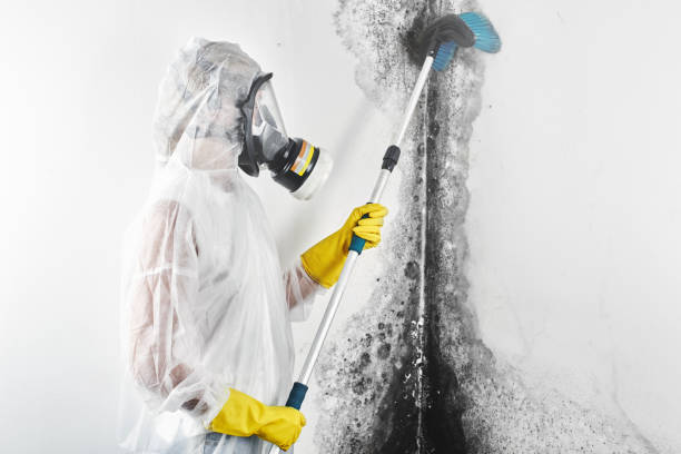 Mold Removal for HVAC Installations in Owensboro, KY