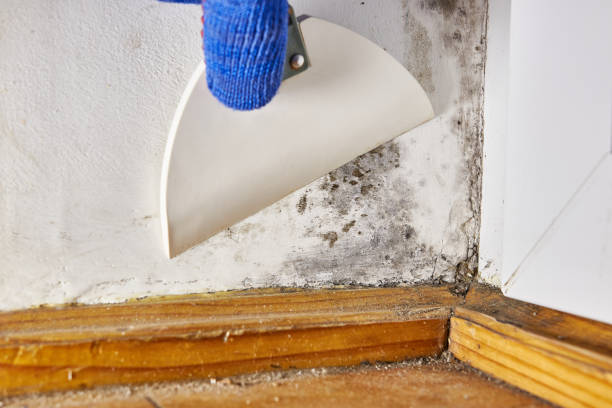 Best Industrial Mold Remediation  in Owensboro, KY